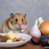 Які продукти категорично не можна давати хом’яку