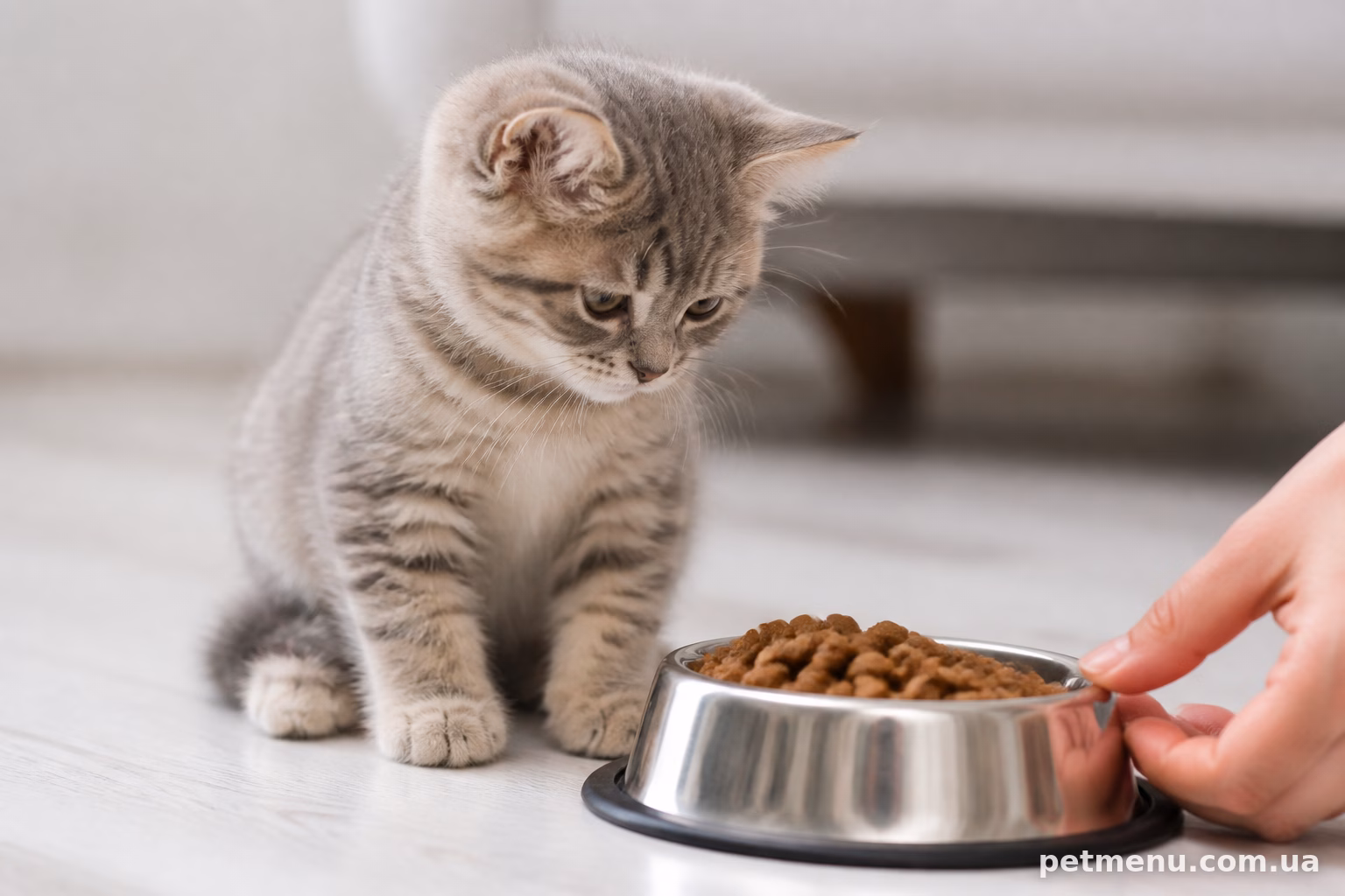 Скільки разів на день годувати кошеня